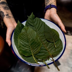 Esta es la planta que se usa en los bares como sustituto del alcohol en Bangkok Esta es la planta que se usa en los bares como sustituto del alcohol en Bangkok