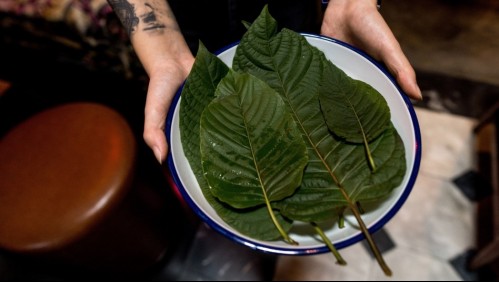 Esta es la planta que se usa en los bares como sustituto del alcohol en Bangkok