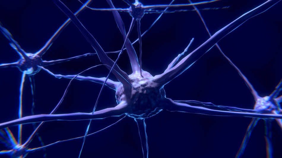 neurona neuronas daño cognitivo covid 19
