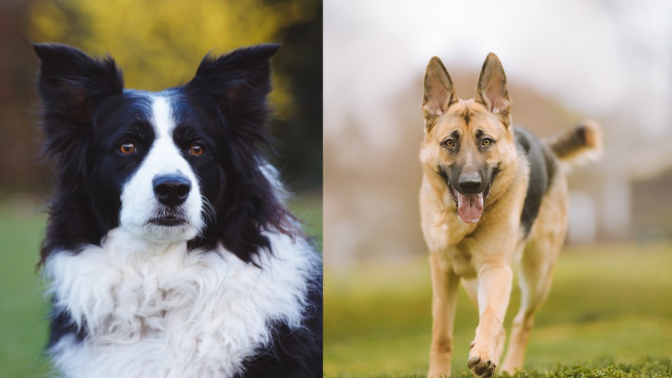 Son los más obedientes: Estas son las razas de perros más fáciles de entrenar Son los más obedientes: Estas son las razas de perros más fáciles de entrenar