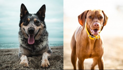 Les encanta la actividad física: Estas son las mejores razas de perros para hacer ejercicio