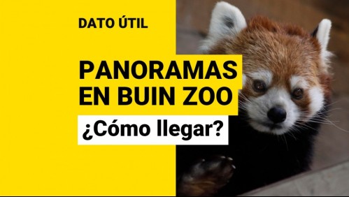 Panoramas en Santiago: ¿Cómo llegar al Buin Zoo y cuánto vale la entrada?