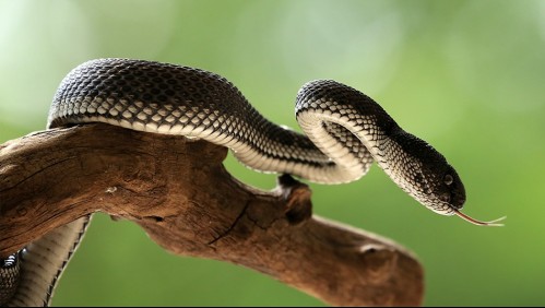 Asesina a mendigo con una cobra para fingir su muerte y pedir el seguro de vida de 5 millones de dólares