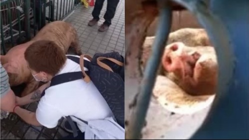 Cerdos escapan de camión en Maipú: testigos denuncian maltrato animal por haber estado expuestos largo rato al sol