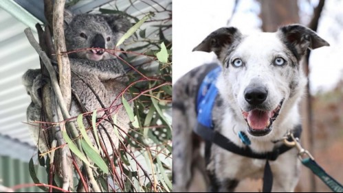 De ser abandonado a héroe mundial: Perrito fue reconocido por salvar a 100 koalas en incendios en Australia