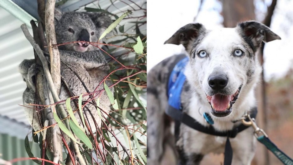 De ser abandonado a héroe mundial: Perrito fue reconocido por salvar a 100 koalas en incendios en Australia De ser abandonado a héroe mundial: Perrito fue reconocido por salvar a 100 koalas en incendios en Australia