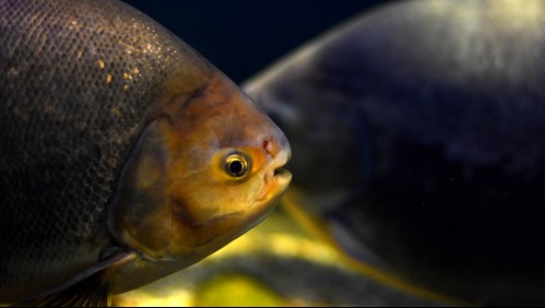 Hombre se lanza a un lago para huir de un enjambre de abejas pero muere al ser atacado por pirañas