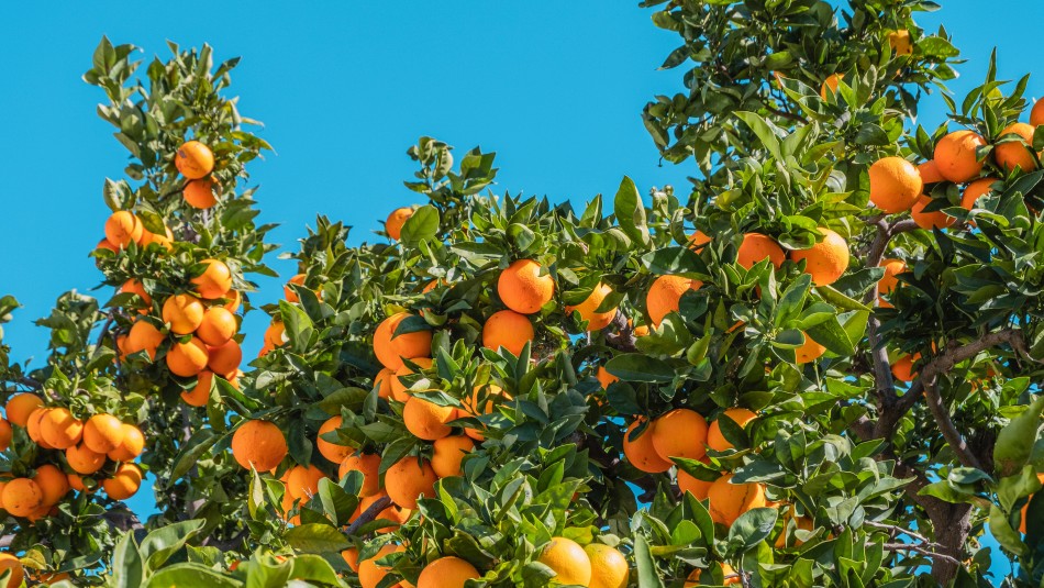 naranjas. frutas para perder peso