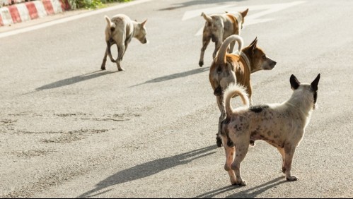 Joven mujer muere tras ser atacada brutalmente por una jauría de perros mientras realizaba deporte