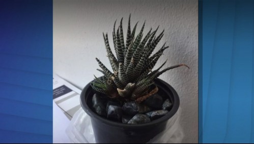 Grababa a sus compañeras de trabajo con cámara oculta en una planta de un baño y ahora arriesga 5 años de cárcel