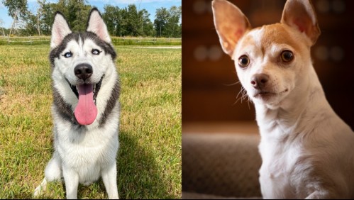 Son los más enojones: Estas son las razas de perros más gruñonas