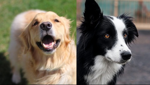 Ayudan con la ansiedad: Estos son los perros que brindan un mejor apoyo emocional
