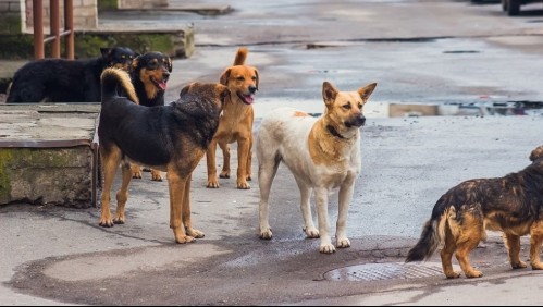 Adulta mayor es brutalmente atacada por tres feroces perros: fue encontrada sangrando en plena calle
