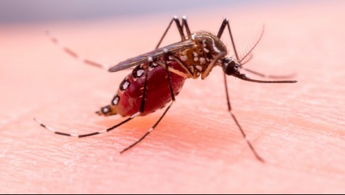 Confirman brote de Zika en India: Estos son los síntomas de la enfermedad