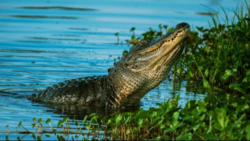 Lo apuñaló en la cabeza hasta que lo soltó: Hombre es arrastrado y atacado por un cocodrilo y logra sobrevivir