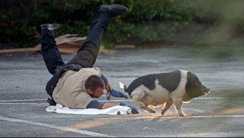 Cerda fugitiva genera divertida 'persecución policial' que se hizo viral