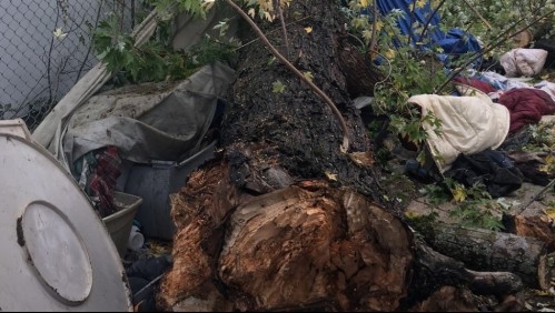 Adolescente muere aplastado por la rama de un árbol mientras participaba como voluntario en una siembra