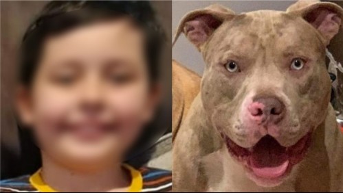 Niño muere al ser brutalmente atacado por su perro pitbull: animal había sido calificado como 'una bestia'