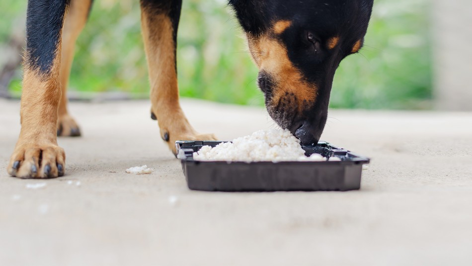 perros-arroz Perro comiendo arroz