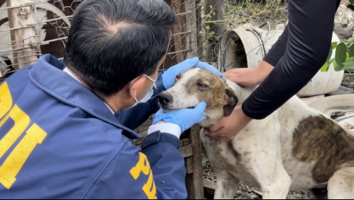 Rescatan a más de 20 perros galgos por presunto maltrato animal en Mostazal