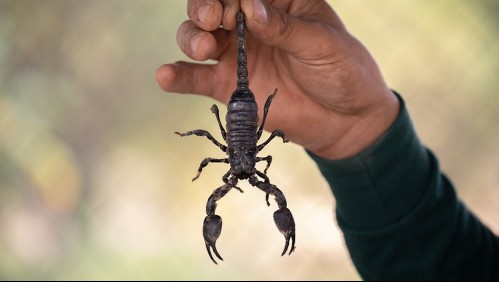 Plaga bíblica: fuertes lluvias producen invasión de escorpiones en Egipto y deja cientos de heridos