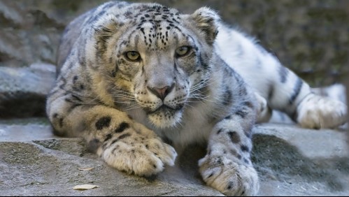 Mueren tres leopardos de las nieves en un zoológico por Covid-19: 'Todos estamos de duelo'