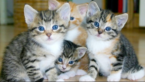 'Se estaba congelando': Bebé abandonada en una alcantarilla es rescatada gracias a un grupo de gatos