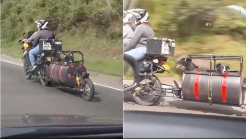 Pareja adaptó su moto para viajar junto a sus dos perros y se hizo viral