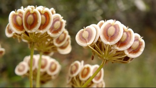 Este es el fármaco de origen vegetal que podría inhibir todas las variantes del coronavirus