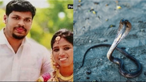 Hombre mata a su esposa con una cobra venenosa y es condenado a cadena perpetua