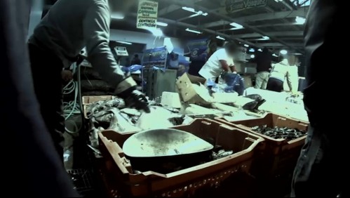 Pescados en el suelo, canaletas estancadas y posible asociación ilícita: Las irregularidades en el Terminal Pesquero