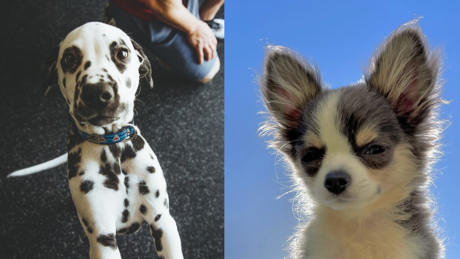perros-ansiedad razas de perros con ansiedad