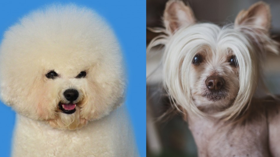 razas-de-perros-de-compania Perros de compañía