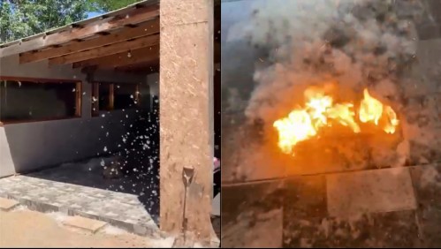 Vecino denuncia que su casa se llena de un 'algodón' de árbol que no los deja respirar bien y es altamente inflamable