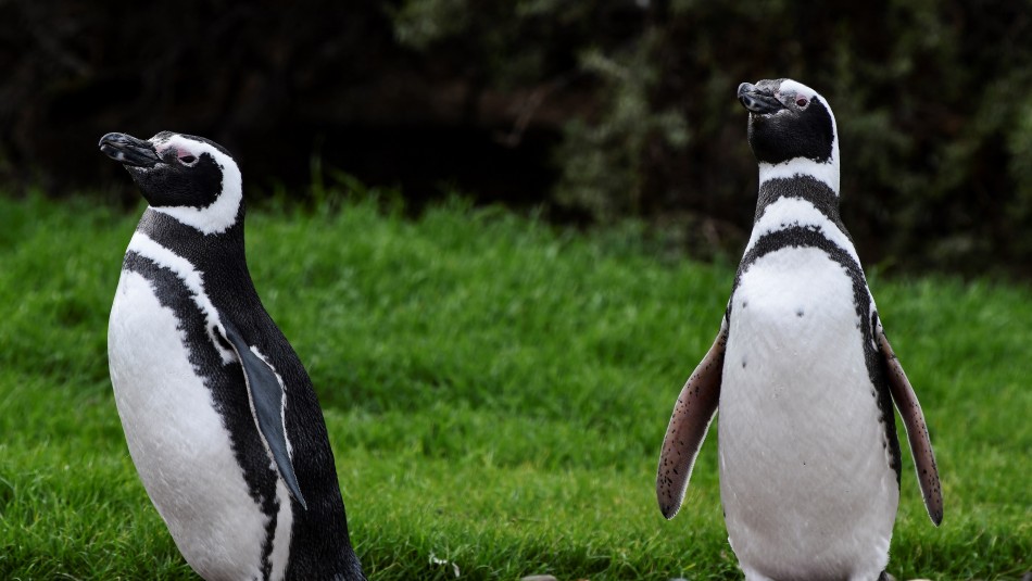 matanza-pinguinos-chubut Hombre asesina con máquinas a cientos de pingüinos para construir un camino y levantar una cerca eléctrica