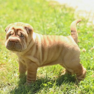 Son como Son como