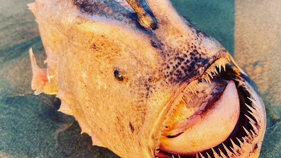 Paseo en una playa se convierte en increíble hallazgo de un pez monstruo: Paseo en una playa se convierte en increíble hallazgo de un pez monstruo: