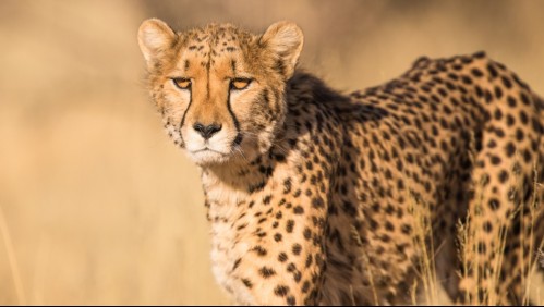 'Una forma sorprendente de maternidad': Mujer salvó a su hijo de un leopardo tras perseguirlo un kilómetro