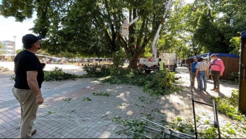 Caída de rama de un árbol en la Plaza de Armas de Osorno deja cinco personas lesionadas