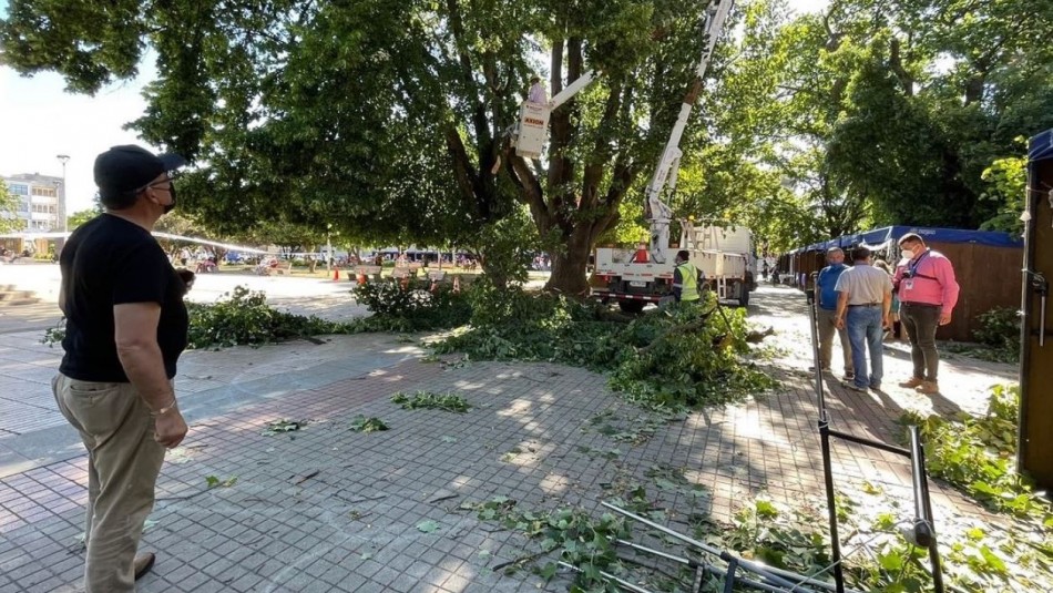 Caída de rama de un árbol en la Plaza de Armas de Osorno deja cinco personas lesionadas Caída de rama de un árbol en la Plaza de Armas de Osorno deja cinco personas lesionadas