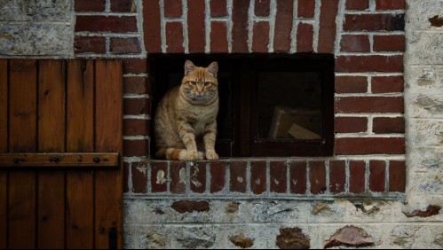 Sufre el síndrome de Noé: Hombre tenía un centenar de gatos muertos en su casa