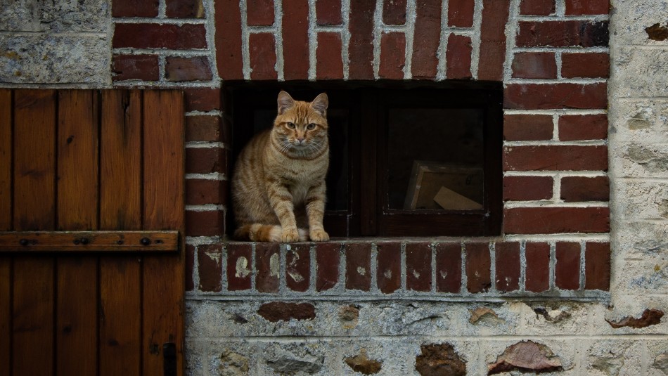 Sufre el síndrome de Noé: Hombre tenía un centenar de gatos muertos en su casa Sufre el síndrome de Noé: Hombre tenía un centenar de gatos muertos en su casa