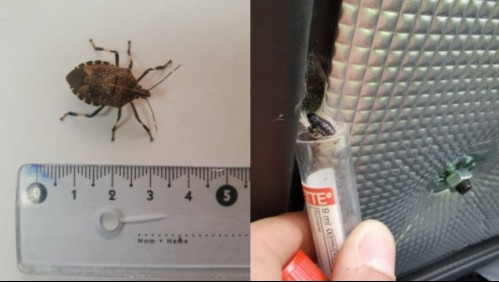 SAG intercepta en el Biobío una plaga de 'alta peligrosidad para nuestro país'