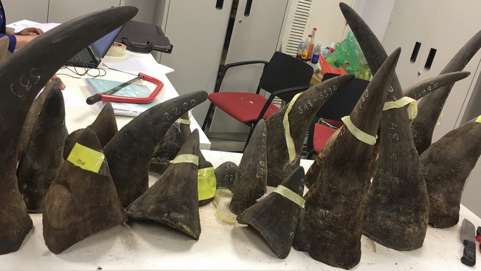 Pena récord en Vietnam para traficante de cuernos de rinoceronte Pena récord en Vietnam para traficante de cuernos de rinoceronte