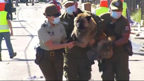 Mega incendio en Castro: Decenas de mascotas están perdidas o heridas