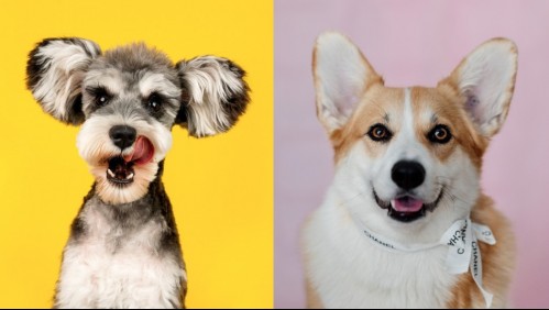 Unos genios peludos: Estas son las 15 razas de perros más inteligentes del mundo