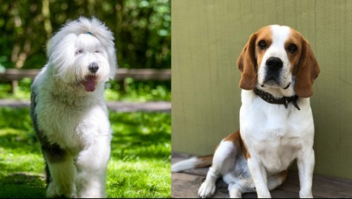 Fuertes como roble: Estas son las razas de perros con la mejor salud