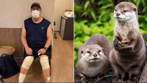 'Pensé que iba a morir': Hombre de 71 años fue atacado por una manada de nutrias mientras caminaba