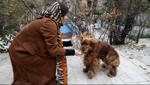 Polémica en Irán por proyecto de ley que busca prohibir las mascotas: Destacan tortugas, gatos, perros y cocodrilos