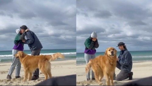¡Se emocionó el perrito!: Propuesta de matrimonio es celebrada por un alegre golden retriever